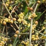 Ephedra distachya Bark