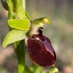 Ophrys arachnitiformis Çiçek