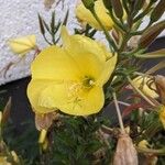 Oenothera glazioviana Flor