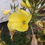 Oenothera glazioviana Blodyn