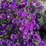 Symphyotrichum dumosum Blüte