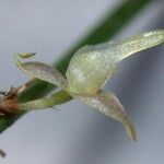 Myoxanthus sotoanus Flor