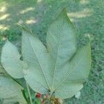 Sterculia apetala Leaf