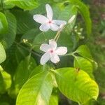 Kopsia singapurensis Flor