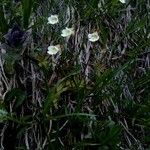 Pinguicula alpina Flower