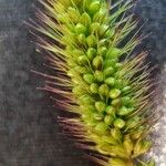 Setaria viridis Flower