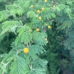 Vachellia macracantha Flower