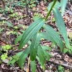 Digitalis lutea 葉