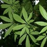 Cyclanthera multifoliola Frunză
