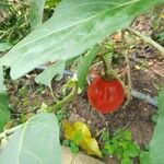 Solanum aethiopicum Плод