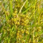 Juncus tenuis Fruit