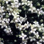 Galium cespitosum 花