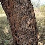 Sclerocarya birrea Coajă