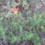 Castilleja tenuiflora Habitus