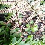 Athyrium otophorum Folha