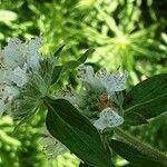 Pycnanthemum verticillatum Leaf