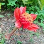 Haemanthus coccineus Flower