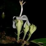 Quararibea bracteolosa Otro