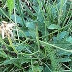 Hypochaeris radicata Blatt