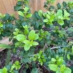 Myrsine africana Likasa