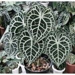 Anthurium crystallinum Hoja