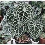 Anthurium crystallinum List