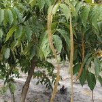 Markhamia tomentosa Frucht