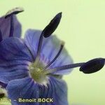 Veronica scheereri Flower