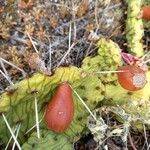 Opuntia macrorhiza Plod