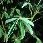 Lupinus albus 葉