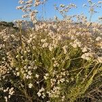 Eriogonum fasciculatum Blüte