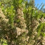 Baccharis paniculata Çiçek