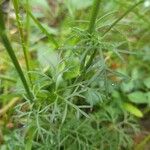 Seseli annuum Blatt