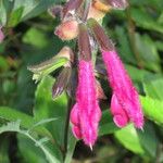 Salvia buchananii Outro