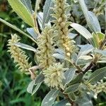 Salix glauca 花