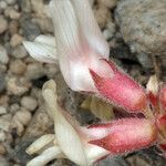 Astragalus monoensis Flower