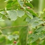 Breynia vitis-idaea List