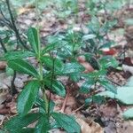 Chimaphila umbellata Hábito