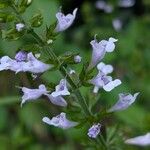 Salvia lyrata Flower