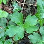 Sanicula europaea Blad