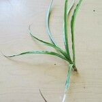 Tillandsia bulbosa Hoja