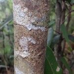 Atractocarpus platixylon Bark
