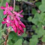 Ribes sanguineum Blüte