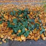 Hedera canariensis Hoja