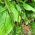 Catalpa speciosa Φρούτο