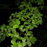 Psychotria biaristata Foglia