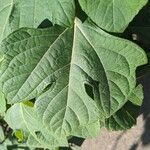 Tithonia diversifolia Feuille