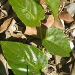 Cissus verticillata Ліст