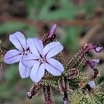 Plumbago europaeaफूल