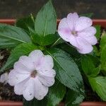 Impatiens flaccida Yaprak